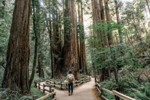 Alcatraz Tour Plus Muir Woods and Sausalito Day Trip - Muir Woods: 90 Minutes Under Coastal Redwoods