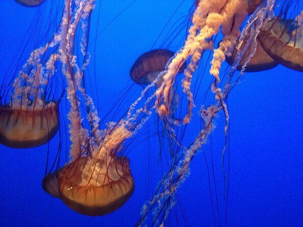 Aquarium of the Bay General Admission Ticket - Key things to know before you go