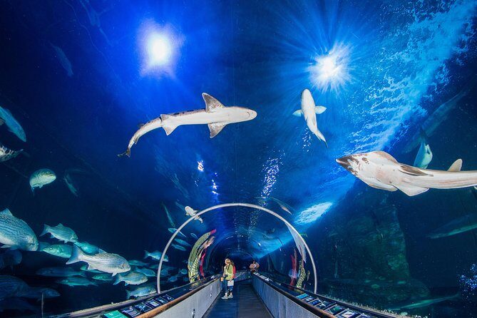 Aquarium of the Bay General Admission Ticket - Your self-guided flow: how to plan your 2 hours