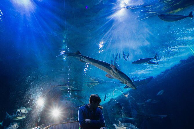 Aquarium of the Bay General Admission Ticket - Discover the Bay exhibit: local behavior, clear takeaways