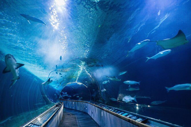 Aquarium of the Bay General Admission Ticket - Under the Bay tunnel: the 300-foot glass experience you’ll remember