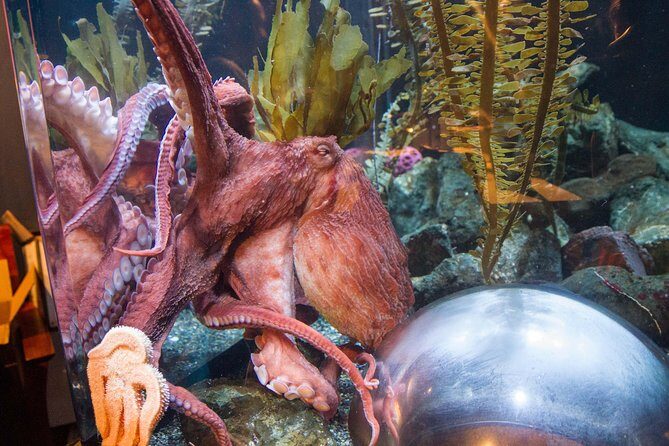 Aquarium of the Bay General Admission Ticket - Staff moments that make the aquarium feel alive
