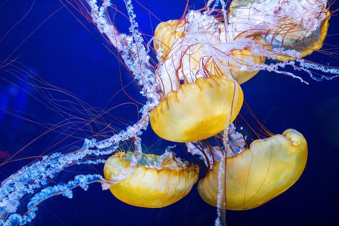 Aquarium of the Bay General Admission Ticket - Ticket value and what general admission really buys you