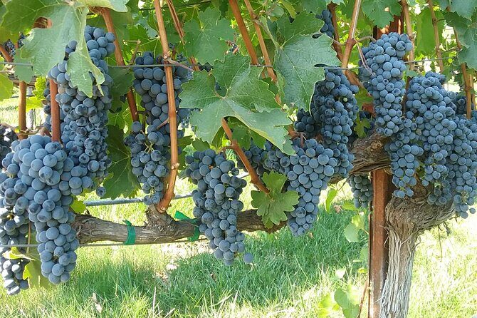 Best Private Wine Tours of Napa Valley-Sonoma for up to 8 people - Sonoma Valley Stop by Sonoma Square: Old-World Pace and Easy Options