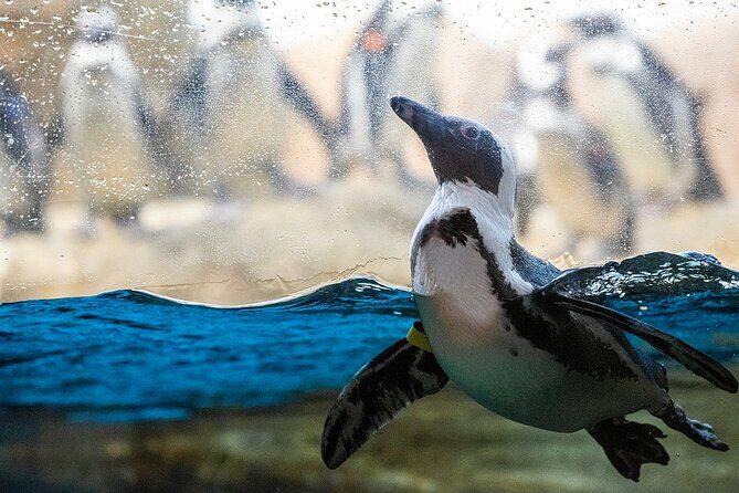 California Academy of Sciences General Admission Ticket - Where to put Golden Gate Park into your plan