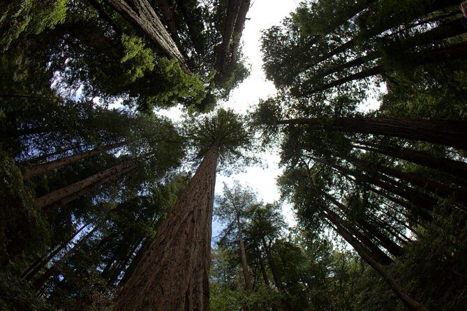 Combo Small-Group Tour: SF City plus Muir Woods & Sausalito - Why this SF + Muir Woods combo works so well