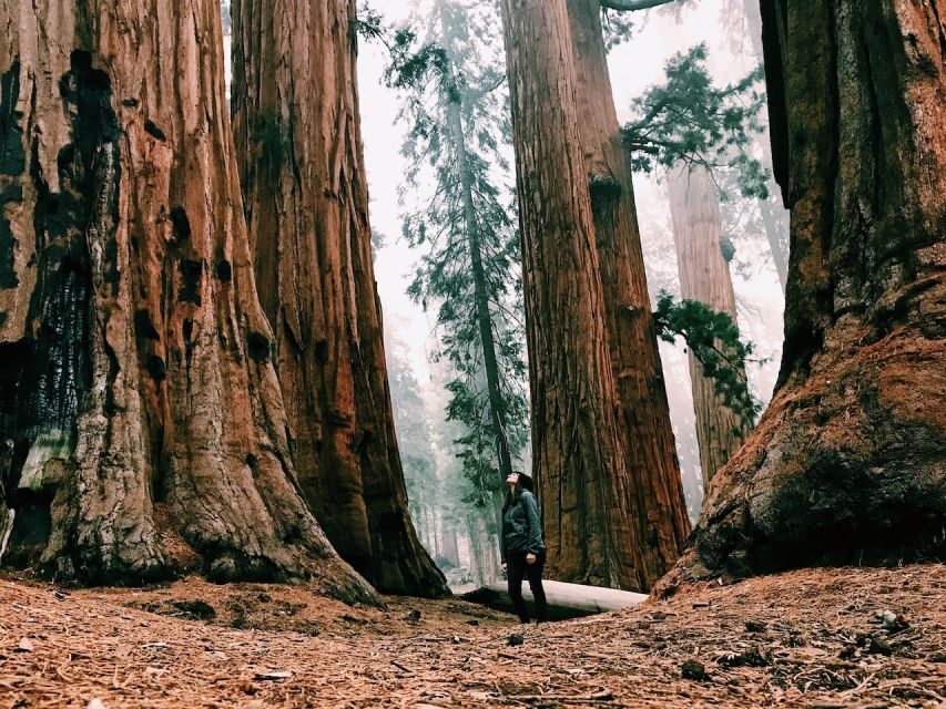 From San Francisco: Day Trip to Yosemite National Park - Price and Logistics: What You’re Paying For
