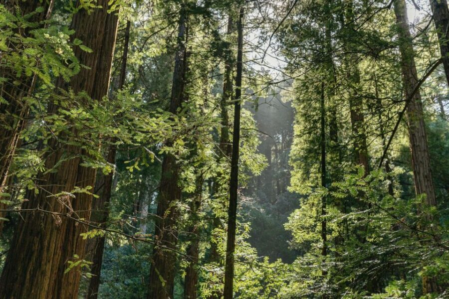 From San Francisco: Guided Muir Woods Tour - Should you book this Muir Woods and Sausalito tour?