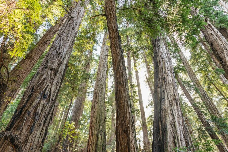 From San Francisco: Guided Muir Woods Tour - Tower Tours pickup at Fisherman’s Wharf: the day’s rhythm