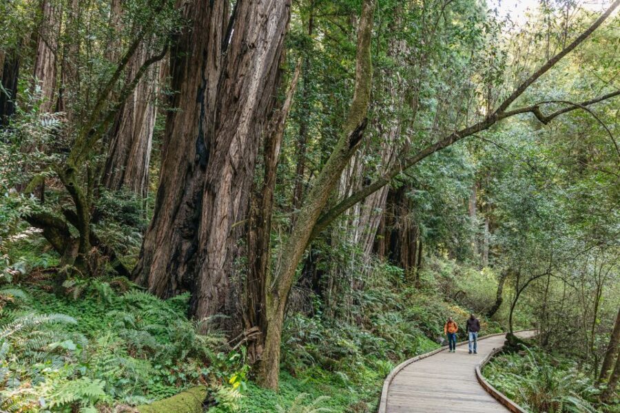From San Francisco: Guided Muir Woods Tour - Optional add-ons: Hop-on Hop-off and the Chinatown walking tour