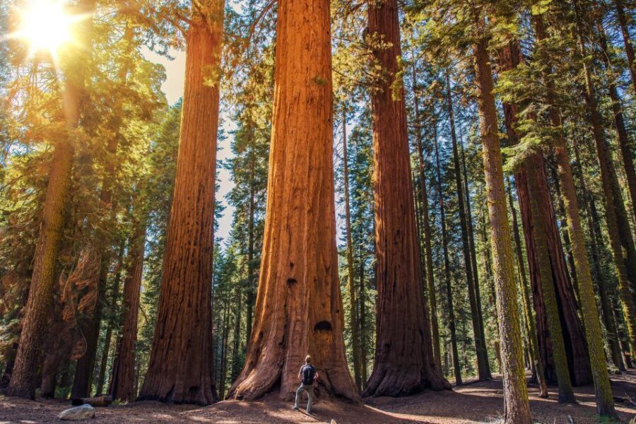 From San Francisco: Guided Muir Woods Tour - Comfort and common-sense tips for a smoother ride
