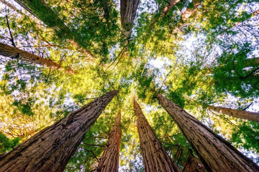 From San Francisco: Guided Muir Woods Tour - Who this tour is best for (and who might prefer another plan)