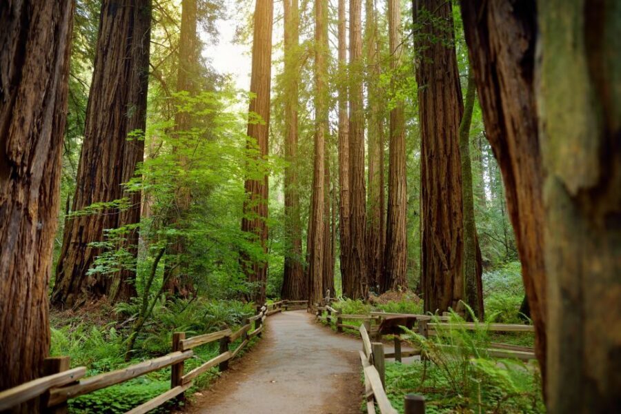 From San Francisco: Guided Tour to Muir Woods - Price and Value: What You Pay For (And What You Don’t)