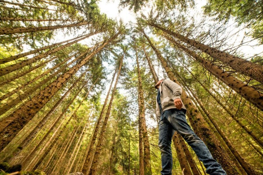 From San Francisco: Guided Tour to Muir Woods - How This Tour Works (And Why It’s Worth the $77)