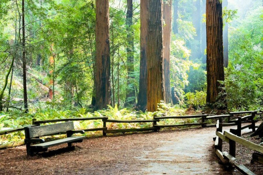 From San Francisco: Guided Tour to Muir Woods - Optional Extras: Hop-on Hop-off and a Chinatown Walk