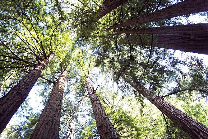 From San Francisco: Guided Tour to Muir Woods and Sausalito - Optional upgrades: Big Bus + digital Chinatown walk