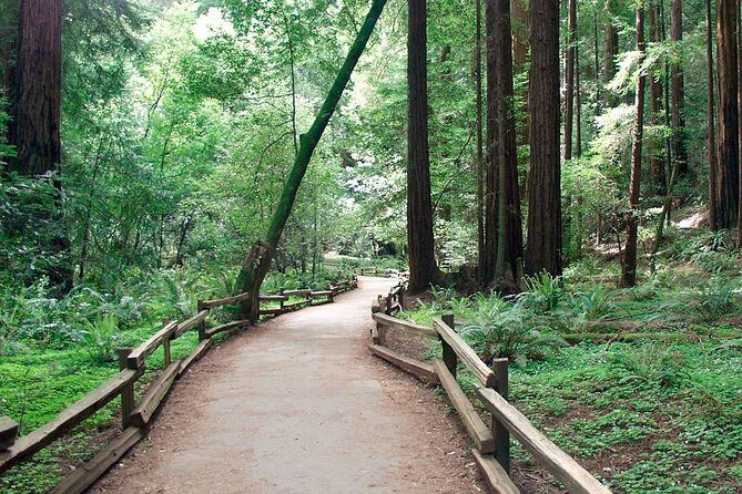 From San Francisco: Guided Tour to Muir Woods and Sausalito - Price and value: why $99 can work on a short timeline