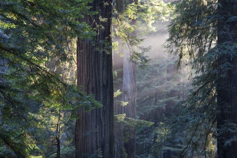 From San Francisco: Muir Woods, Sausalito and Alcatraz Tour - The Ferry and Alcatraz: 2.5 Hours With an Audio Tour