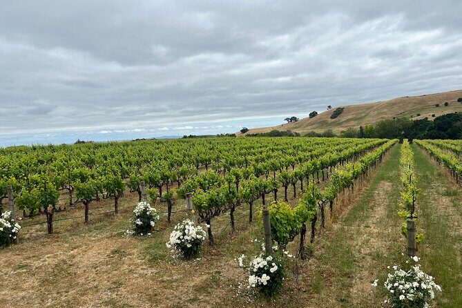 From San Francisco: Napa & Sonoma Valley Wine Tour with Tastings - Sonoma Square Lunch Break: The Best Reason to Book Full-Day