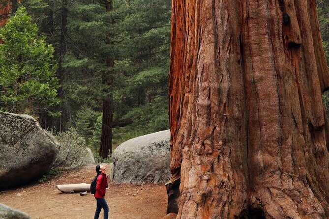 Giant Redwoods Tour Including a 5-Course Winery Lunch - Key highlights you’ll feel in real time