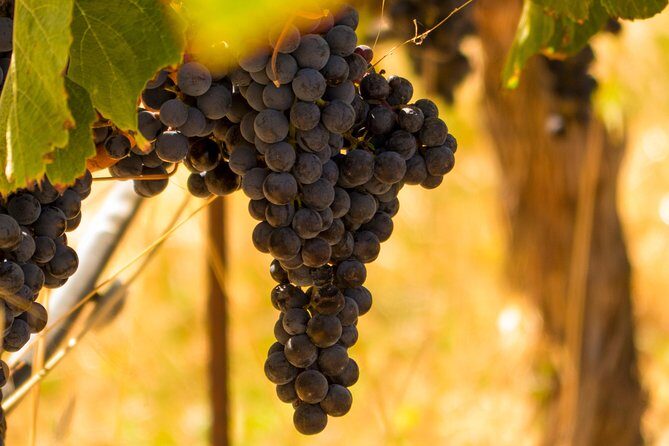 Half-Day Wine Country Tour from San Francisco - Napa Valley tasting stop: the included pours and the first impression