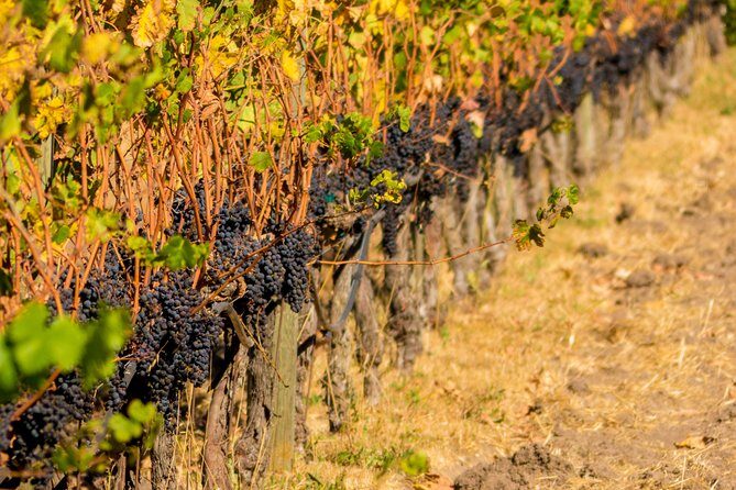 Half-Day Wine Country Tour from San Francisco - Sonoma Valley tasting stop: when the second winery wins