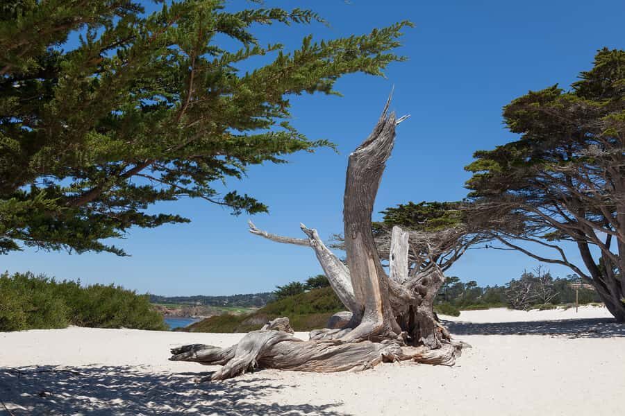 Monterey, Carmel, 17 Mile Dr, Big Sur & Mcway Falls Pvt Tour - Monterey: Cannery Row marine viewing with time to look closely