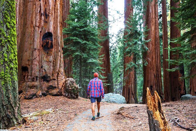 Muir Woods and Sausalito Half Day Tour - A tight half-day with a big scenery payoff