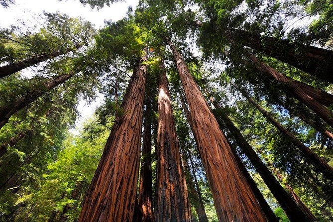 Muir Woods and Sausalito Morning Tour Small-Group Half Day - A half-day that saves you from Bay Area driving stress