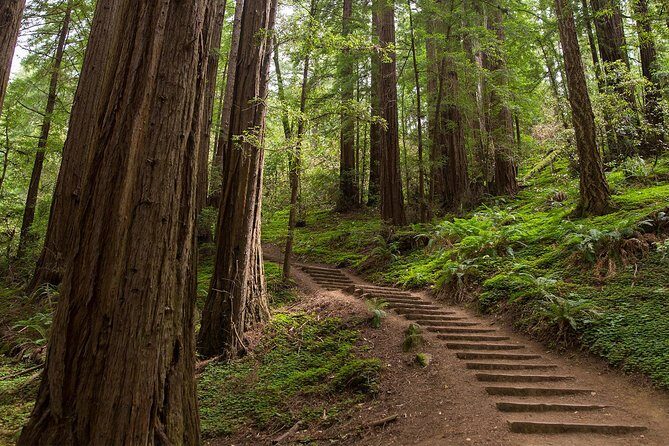 Muir Woods and Sausalito (Return by Bus or Ferry) - Sausalito in 60 Minutes: Pretty Town, Fast Browsing