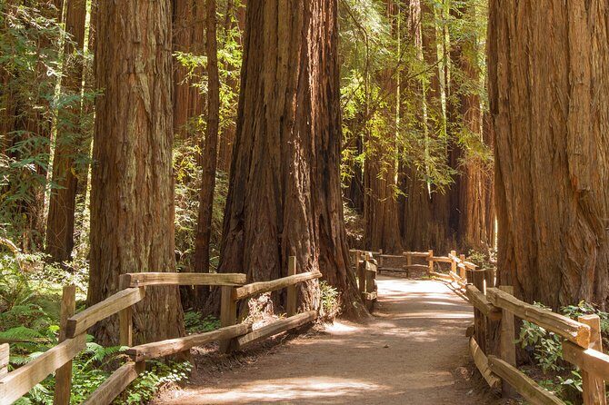 Muir Woods and Sausalito Small-Group Tour - Why this half-day combo beats renting a car