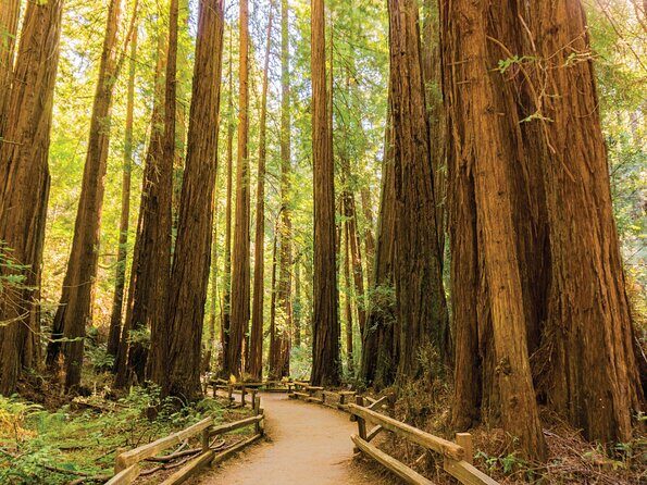 Muir Woods & Sausalito Tour - Comfort and the bus reality: what to expect on the drive