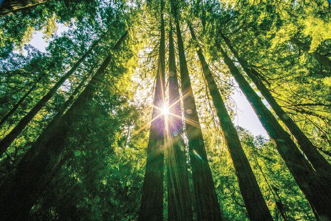 Muir Woods & Sausalito Tour - Muir Woods National Monument: what 1 hour of redwoods really gives you