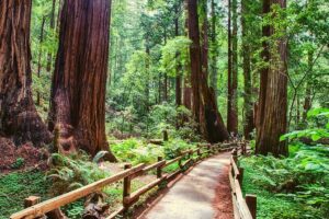 Muir Woods & Wine Tour: Redwoods & Tastings at 3 Wineries - Sonoma Plaza Lunch Stop: A Break With Choices Instead of One Fixed Meal