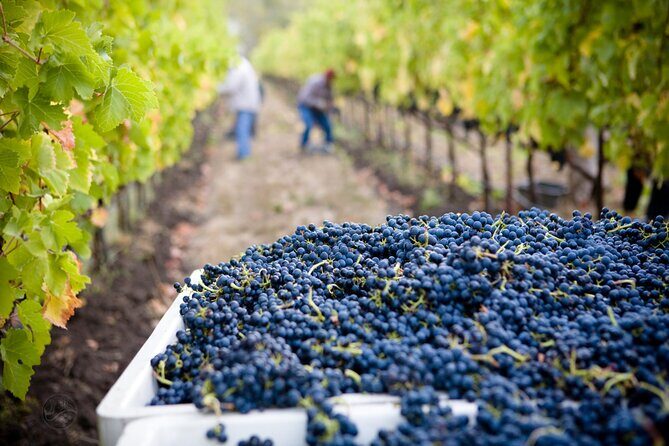 Muir Woods & Wine Tour: Redwoods & Tastings at 3 Wineries - Price and Value at $199: What You’re Paying For (and What You’re Not)