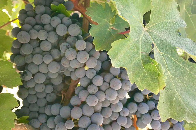 Napa and Sonoma Private Wine Tasting Tour and Luxury Car Service - Your driver as co-pilot: flexibility and real problem-solving