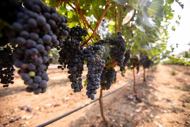 Napa and Sonoma Wine Country Full-Day Tour from San Francisco - Coach tour pacing: how to stay comfortable and on time