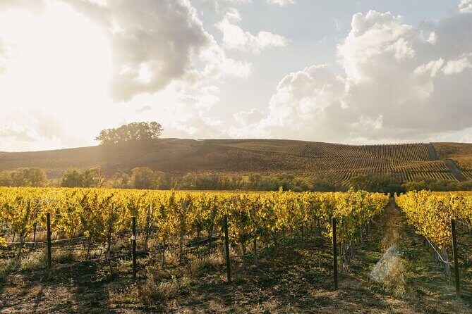Napa and Sonoma Wine Tour from San Francisco - How to make the tastings feel worthwhile (not just tipsy)