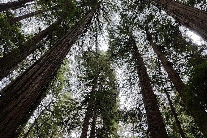 San Francisco: Armstrong Redwoods and Wine Tour with Tastings - Korbel Champagne Cellars: How the 1-Hour Tasting Window Works