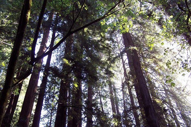 San Francisco: Armstrong Redwoods and Wine Tour with Tastings - Guides and Drivers: Why the Human Touch Makes the Day