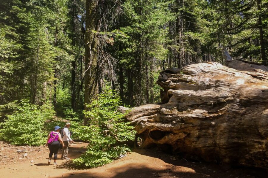 San Francisco: Day Trip to Yosemite with Giant Sequoias Hike - Yosemite Valley Icon Stops: El Capitan, Half Dome, Bridalveil
