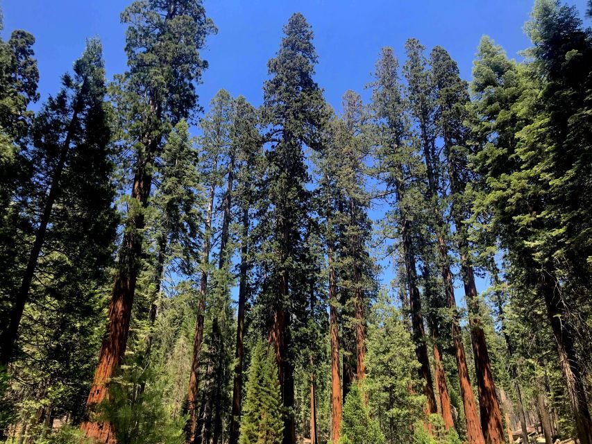 San Francisco: Day Trip to Yosemite with Giant Sequoias Hike - Price and Value: Is $209 a Fair Deal for This Day?