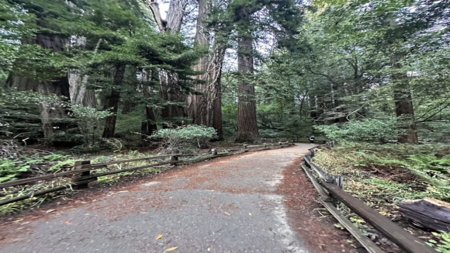 San Francisco: Full-Day City Tour w/ Muir Woods & Sausalito - Key highlights you will actually feel