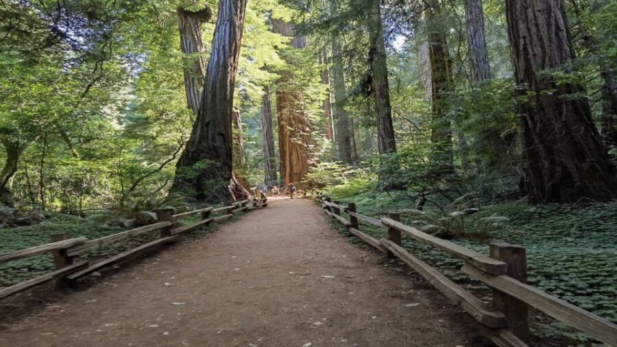 San Francisco: Full-Day City Tour w/ Muir Woods & Sausalito - A 9-hour loop: Golden Gate to redwoods, then back to the city