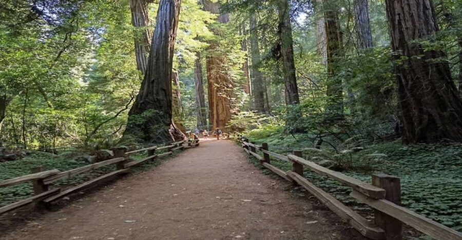 San Francisco: Full-Day City Tour w/ Muir Woods & Sausalito - Sausalito waterfront time: houseboats, Bay Model Museum, and lunch options