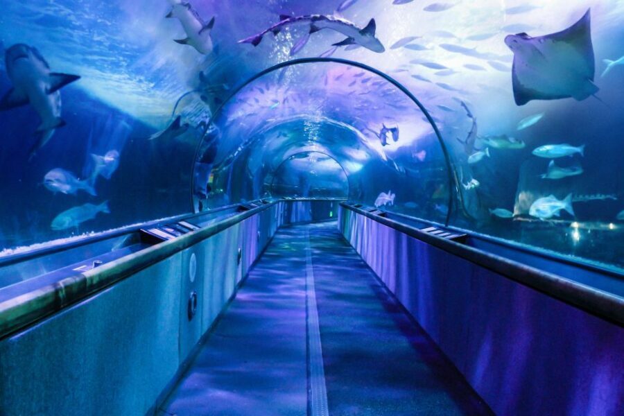 San Francisco: Go City All-Inclusive Pass 30+ Attractions - Practical Tips I’d Copy: Lines, Bikes, and Cruise Reservations