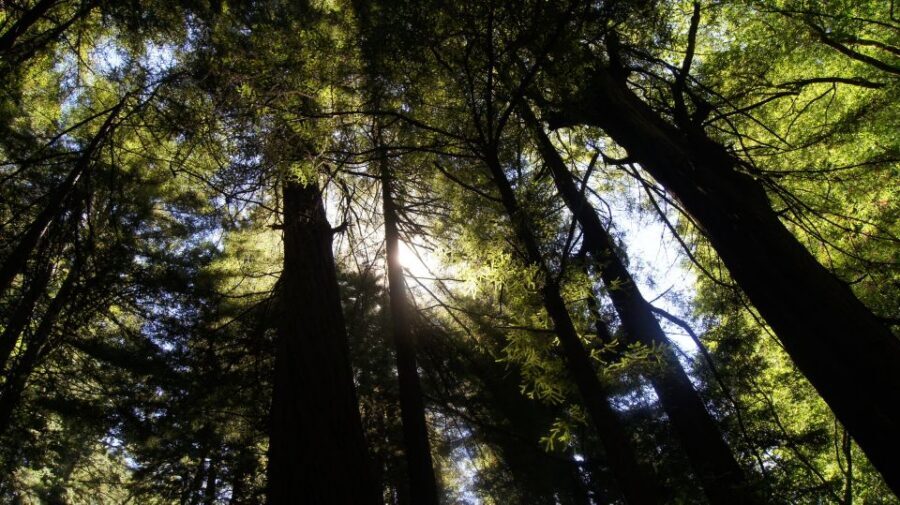 San Francisco: Guided Coastal Redwoods & Wine Country Tour - Key points at a glance