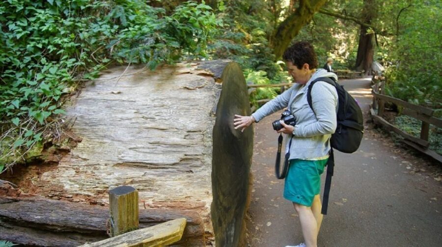 San Francisco: Guided Coastal Redwoods & Wine Country Tour - A 9-hour route that mixes big views with calm shade