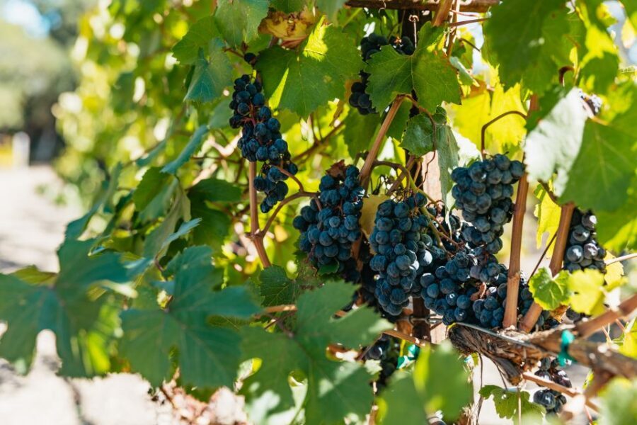 San Francisco: Half-Day Wine Country Excursion with Tastings - Two winery estates and 3–5 tastings each: the pacing that works