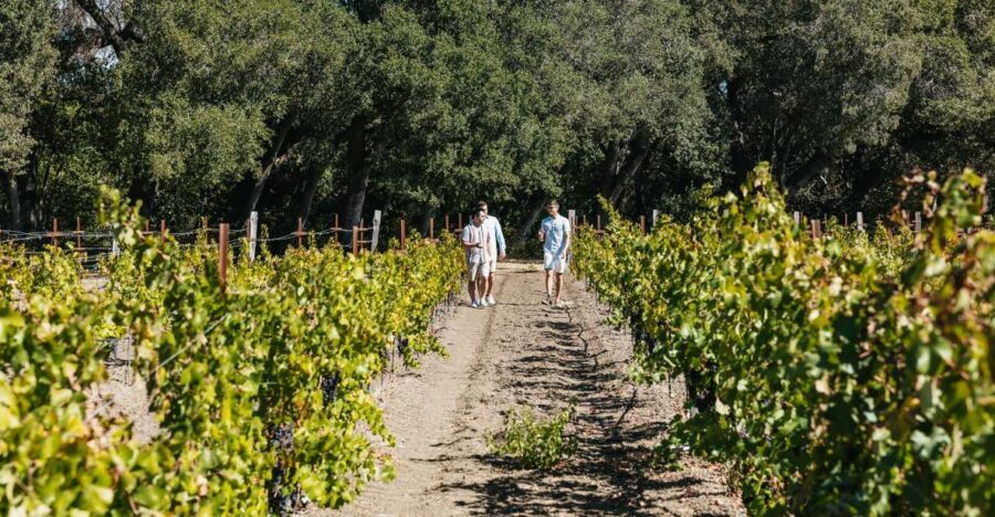 San Francisco: Half-Day Wine Country Excursion with Tastings - What the return trip gets right: sunset views without the hassle